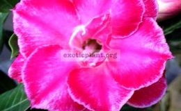 adenium-Millian-Star-20