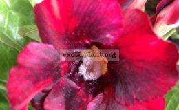 adenium-Mongosteen-20