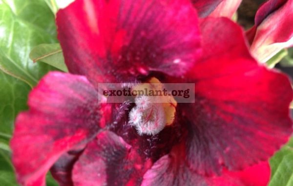 adenium-Mongosteen-20