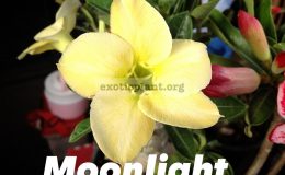 adenium-Moonlight
