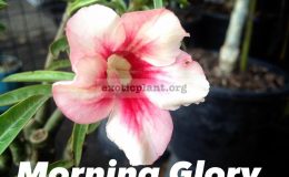 adenium-Morning-Glory-