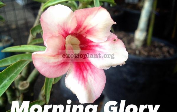 adenium-Morning-Glory-