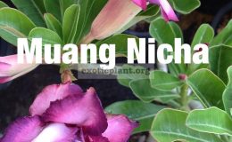 adenium-Muang-Nicha