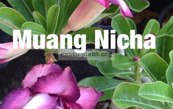 adenium-Muang-Nicha