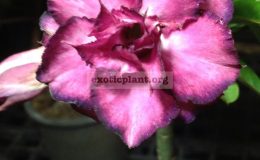 adenium-Muang-Settee-8