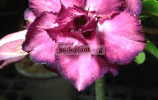 adenium-Muang-Settee-8