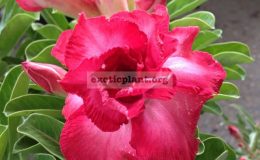 adenium-My-Valentine-18