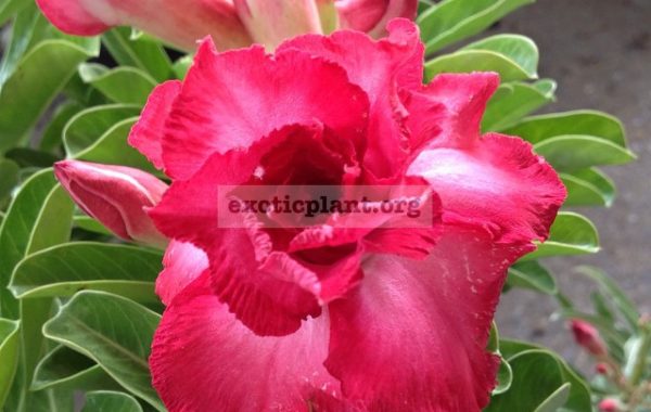 adenium-My-Valentine-18