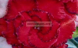 adenium-Nam-Phet-Red-25