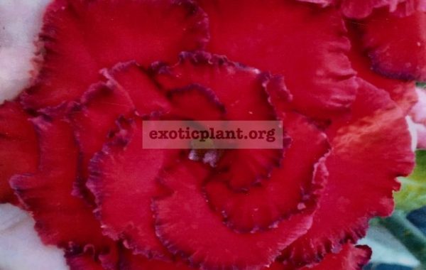 adenium-Nam-Phet-Red-25