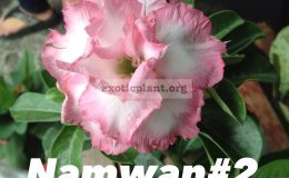 adenium-Nam-Wan2-