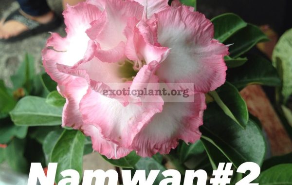 adenium-Nam-Wan2-