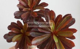 adenium-Nil-La-Karl-