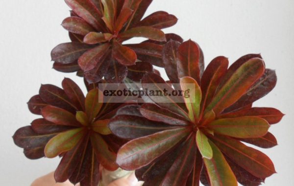 adenium-Nil-La-Karl-