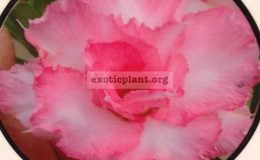 adenium-Num-Wan