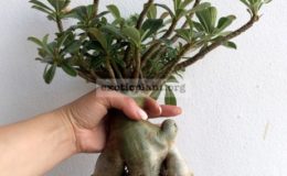adenium-Octopus-big-and-nice-caudex-