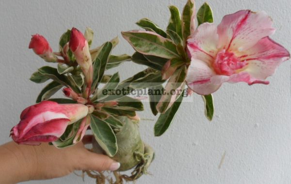 adenium-One-in-Siam-