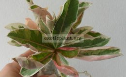 adenium-One-in-Siam