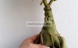 adenium-One-in-Siam-big-and-nice-caudex-55-