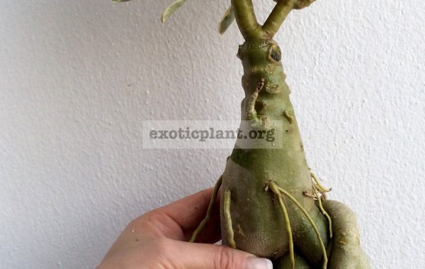 adenium-One-in-Siam-big-and-nice-caudex-55-