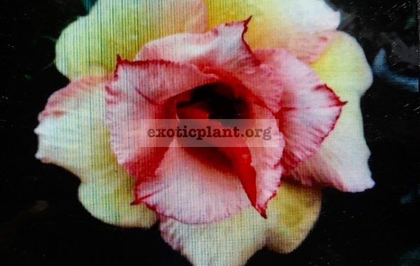 adenium-Pa-Ruay-Yellow-25