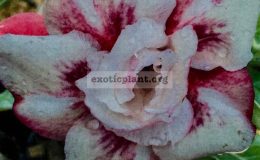adenium-Pa-Serd-Sri-Purple-25