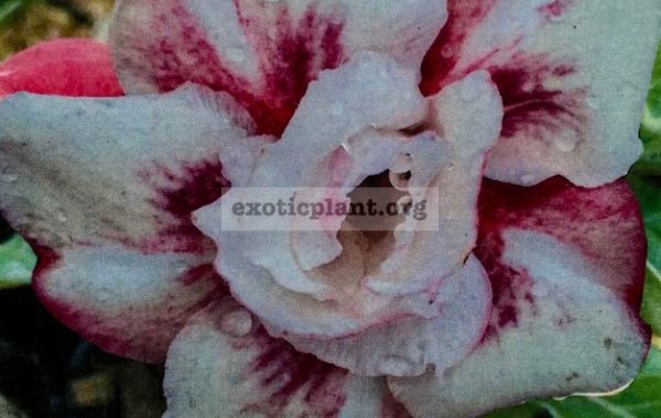 adenium-Pa-Serd-Sri-Purple-25