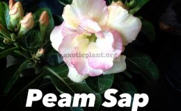 adenium-Peam-Sap-