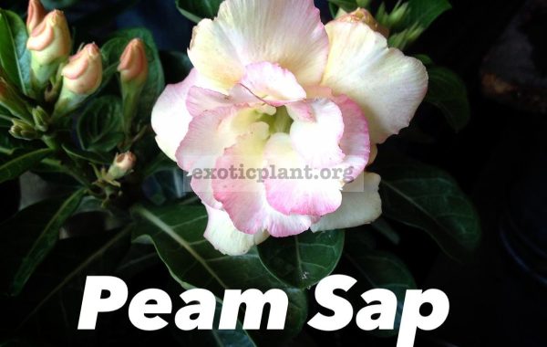 adenium-Peam-Sap-