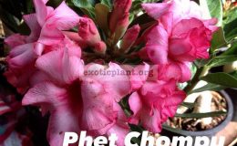 adenium-Phet-Chompu-23