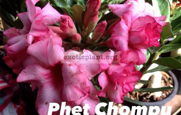 adenium-Phet-Chompu-23