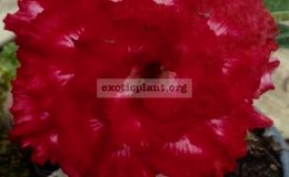 adenium-Phet-Mong-Kon-25