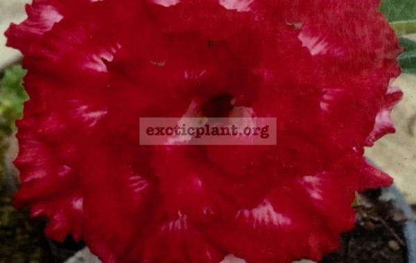 adenium-Phet-Mong-Kon-25