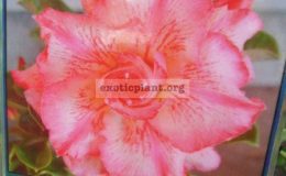 adenium-Phet-Sai-Rung-25