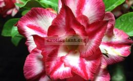 adenium-Pink-Star