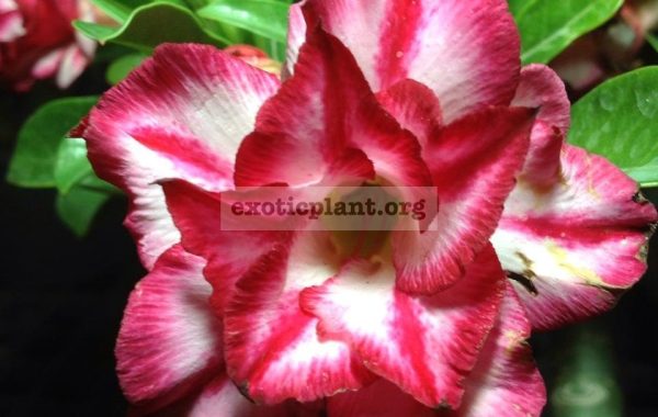 adenium-Pink-Star