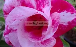 adenium-Pittiunia-Double-23