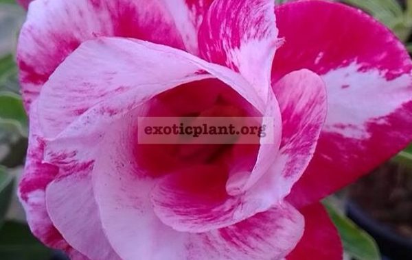 adenium-Pittiunia-Double-23