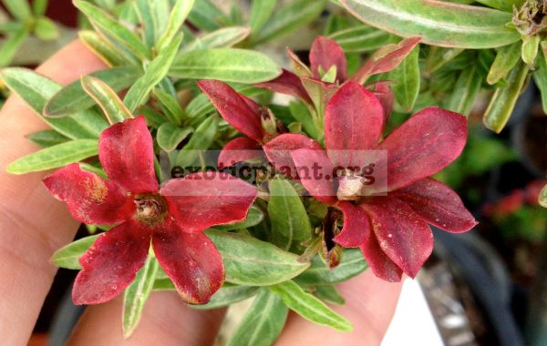 adenium-Plastic-Dwarf-Flower