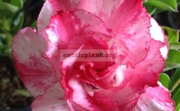 adenium-Ploy-Chompu-20