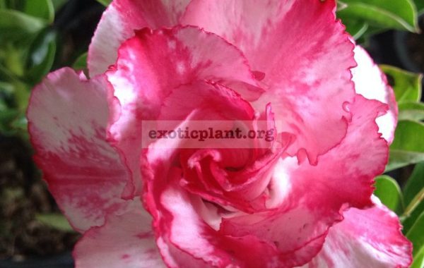 adenium-Ploy-Chompu-20