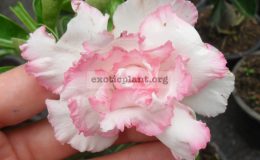 adenium-Ploy-Pa-Kai