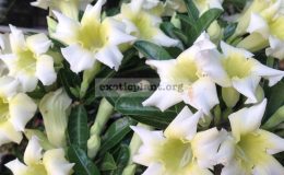 adenium-Popcorn-20