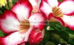 adenium-Posaido-17