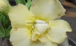 adenium-Prem-Sup-Yellow