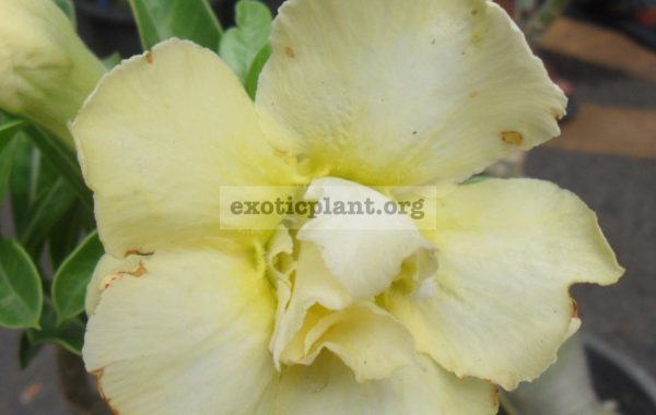 adenium-Prem-Sup-Yellow