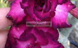 adenium-Purple-Jinda-950-