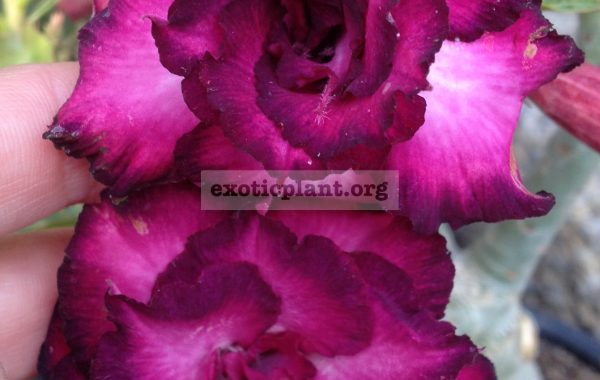 adenium-Purple-Jinda-950-