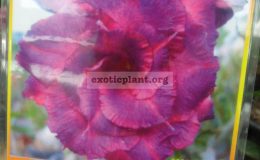 adenium-Purple-Mong-Kong-800-