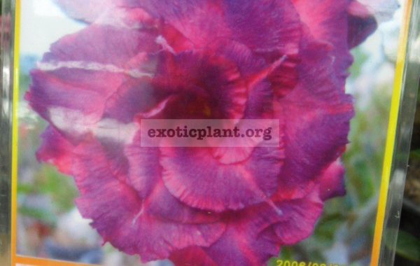 adenium-Purple-Mong-Kong-800-